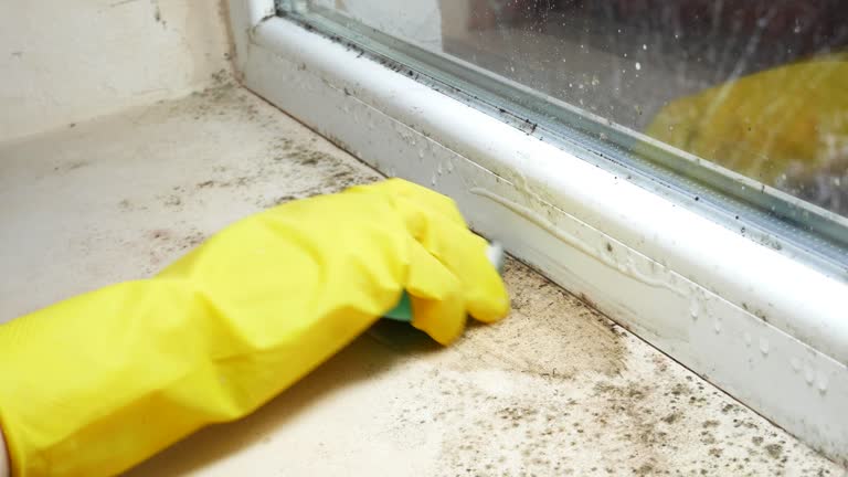 Mold Remediation for Rental Properties